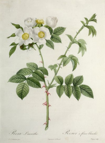 Rosa Leucantha, inciso da Chapuy, pubblicato da Remond da Pierre Joseph Redouté